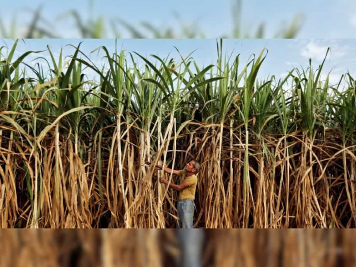 Government hikes sugarcane price by Rs 10 to Rs 315 per quintal for 2023-24 season