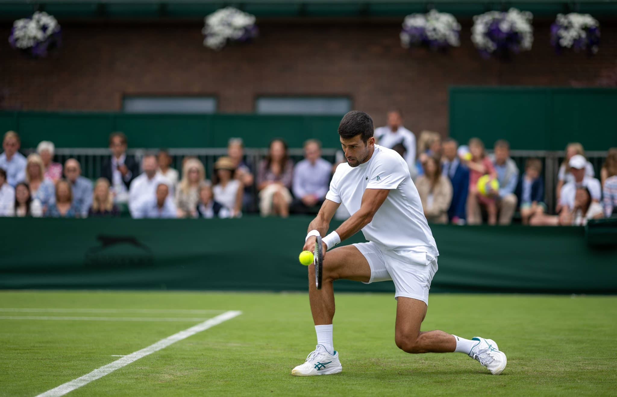 Will it be number eight for the great Novak Djokovic at Wimbledon?