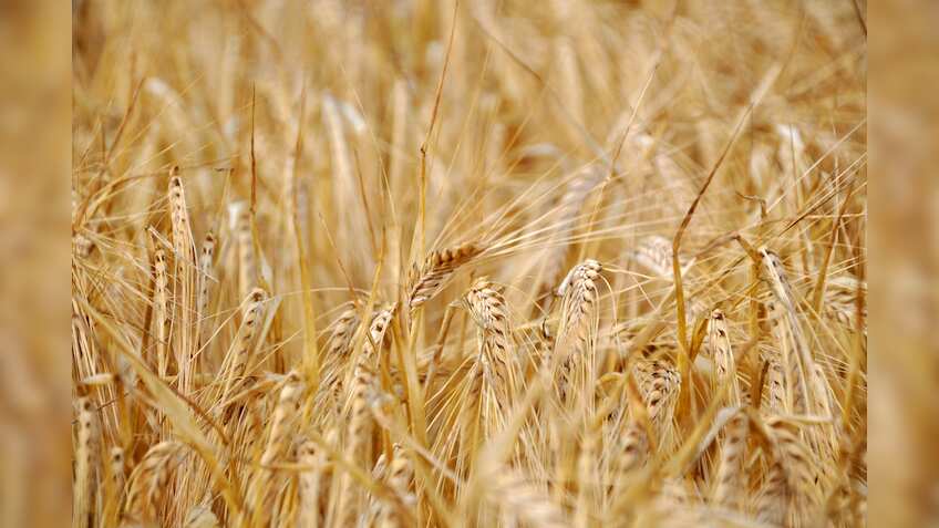 India donates 10,000 metric tonnes of wheat to Afghanistan amid humanitarian crisis