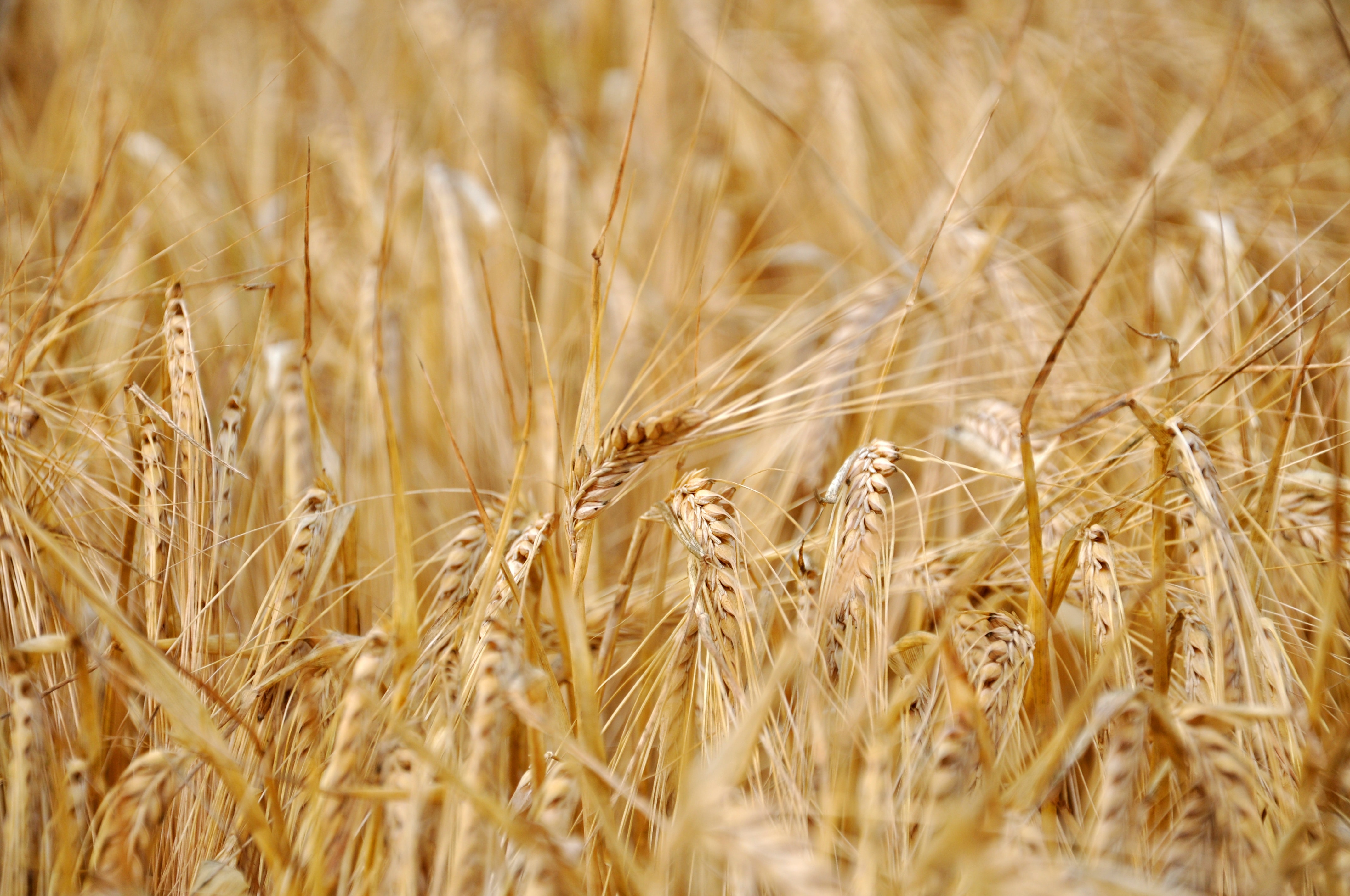 India donates 10,000 metric tonnes of wheat to