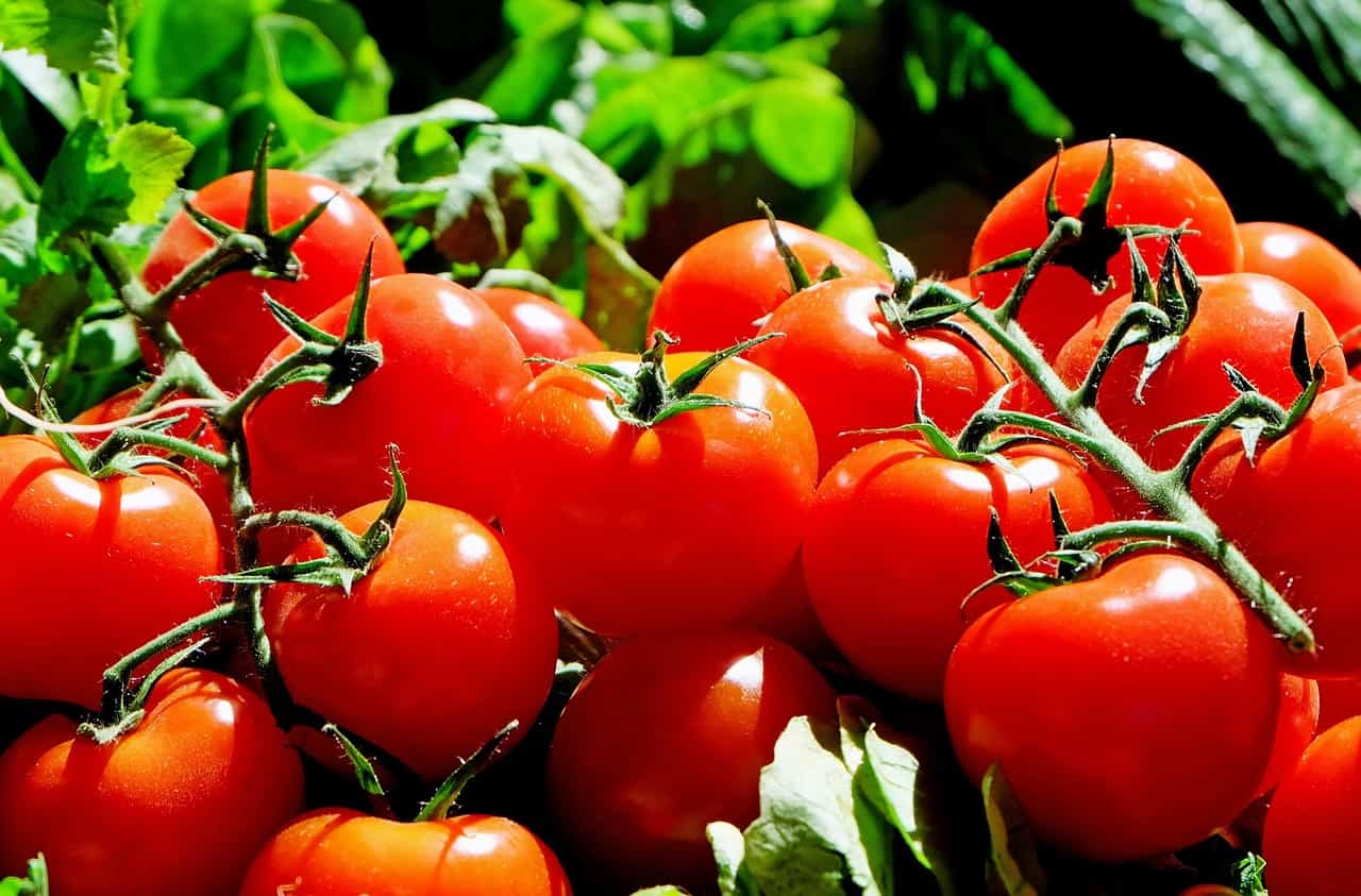 Cooperative NCCF to sell tomatoes via mobile vans in Delhi-NCR at Rs 90/kg: Government officials