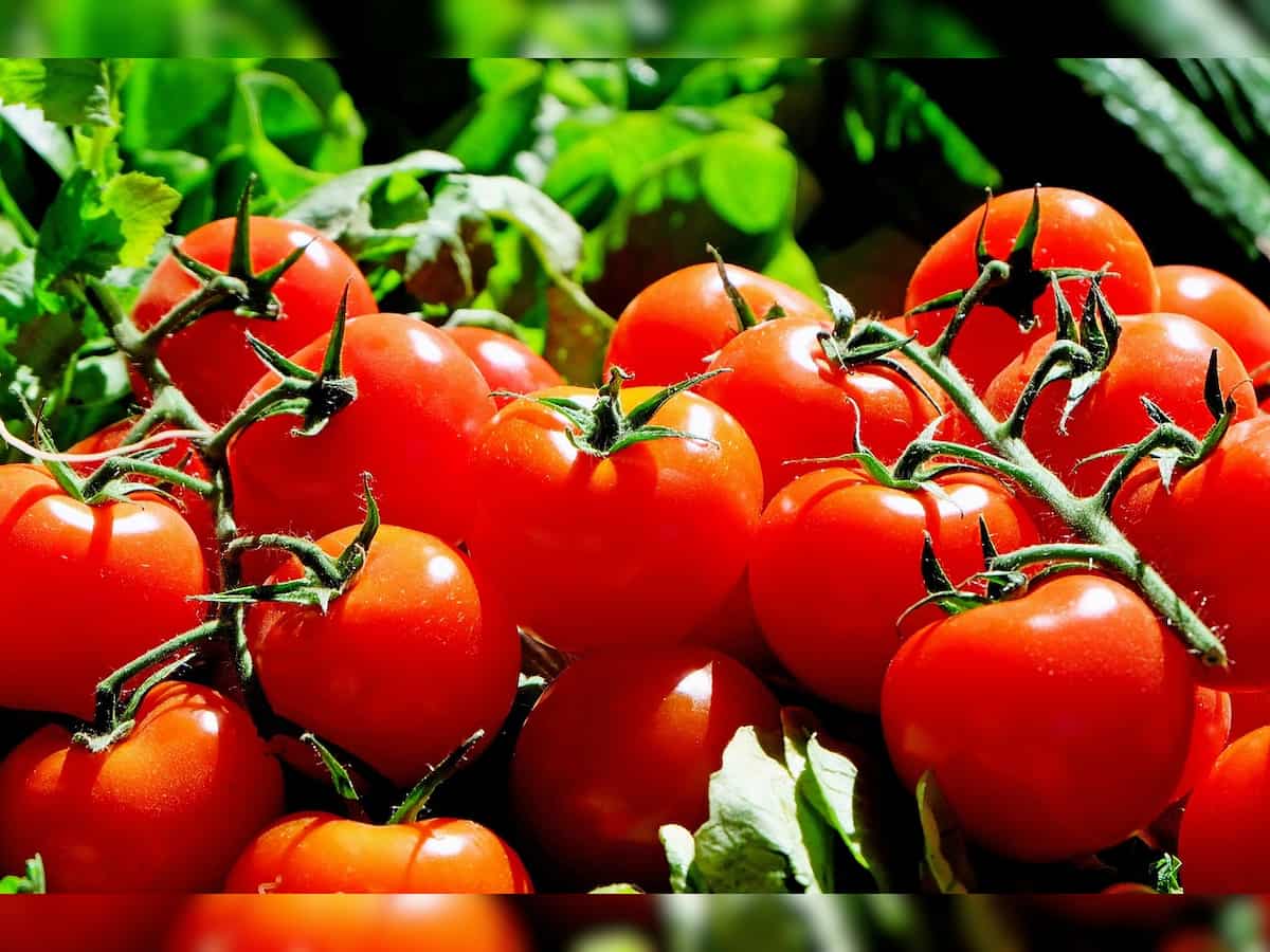 Cooperative NCCF to sell tomatoes via mobile vans in Delhi-NCR at Rs 90/kg: Government officials