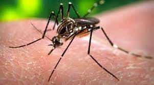 Preventing Post-Flood Diseases: Dengue and Malaria Precautions