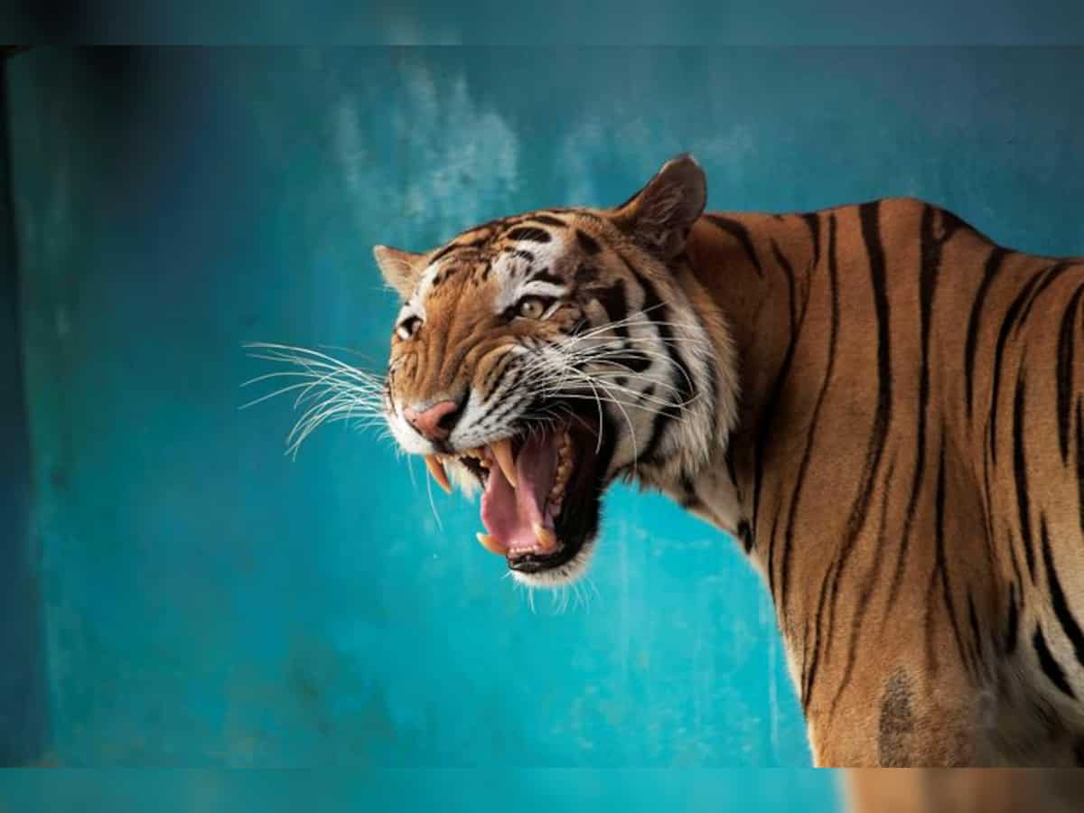Itanagar Zoo gets 2 Royal Bengal tigers, 3 fresh gharials