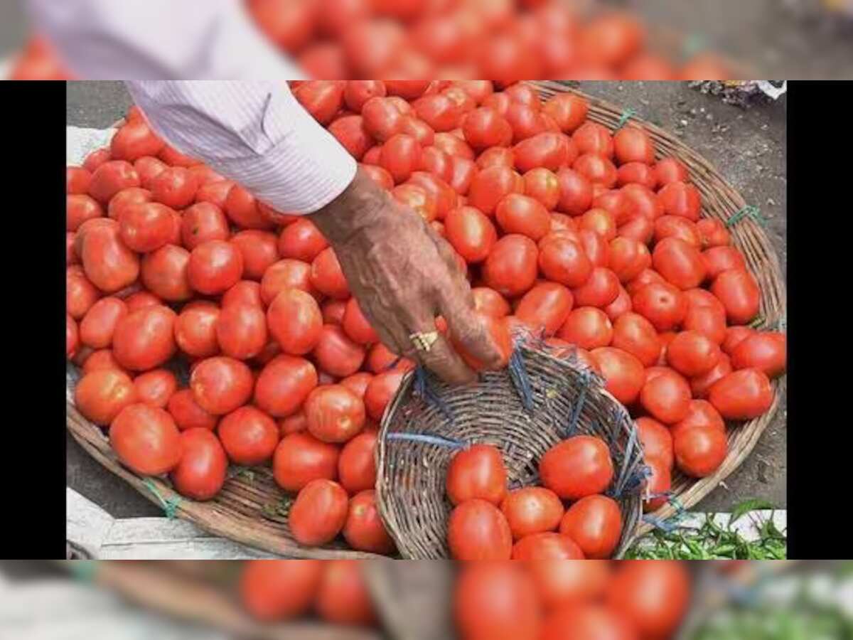 Two labourers caught stealing tomatoes at APMC market in Navi Mumbai