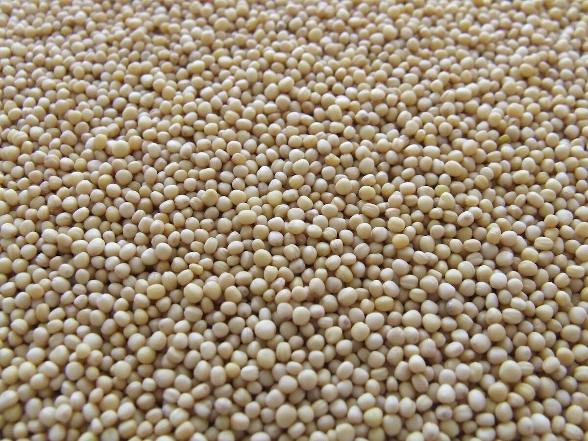 Guar seed futures decline amid ample supplies 