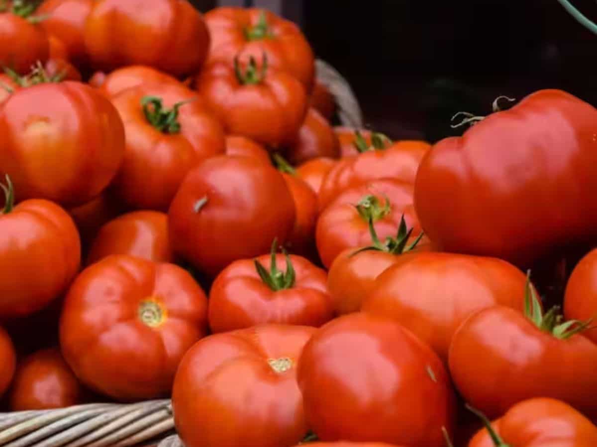 Tomato price: Govt reduces prices of subsidised tomatoes by Rs 10/kg to provide relief to common man | Check new rates