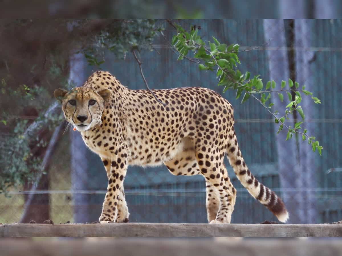  SC concerned over rising cheetah deaths, says it does not present good picture