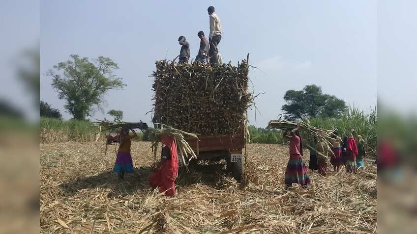 Sugar mills pay nearly Rs 1.04 lakh crore to cane farmers so far in 2022-23 season; cane arrears at Rs 9,499 crore