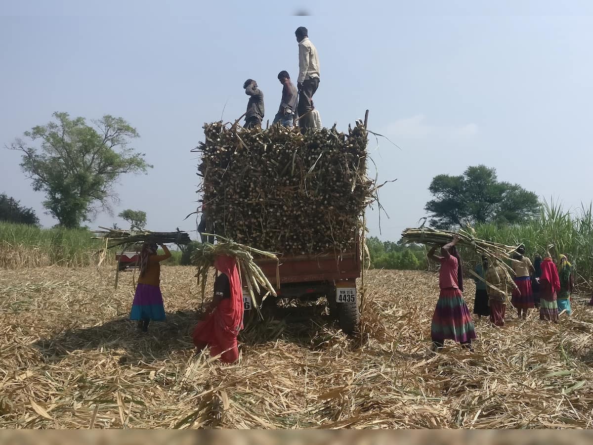 Sugar mills pay nearly Rs 1.04 lakh crore to cane farmers so far in 2022-23 season; cane arrears at Rs 9,499 crore