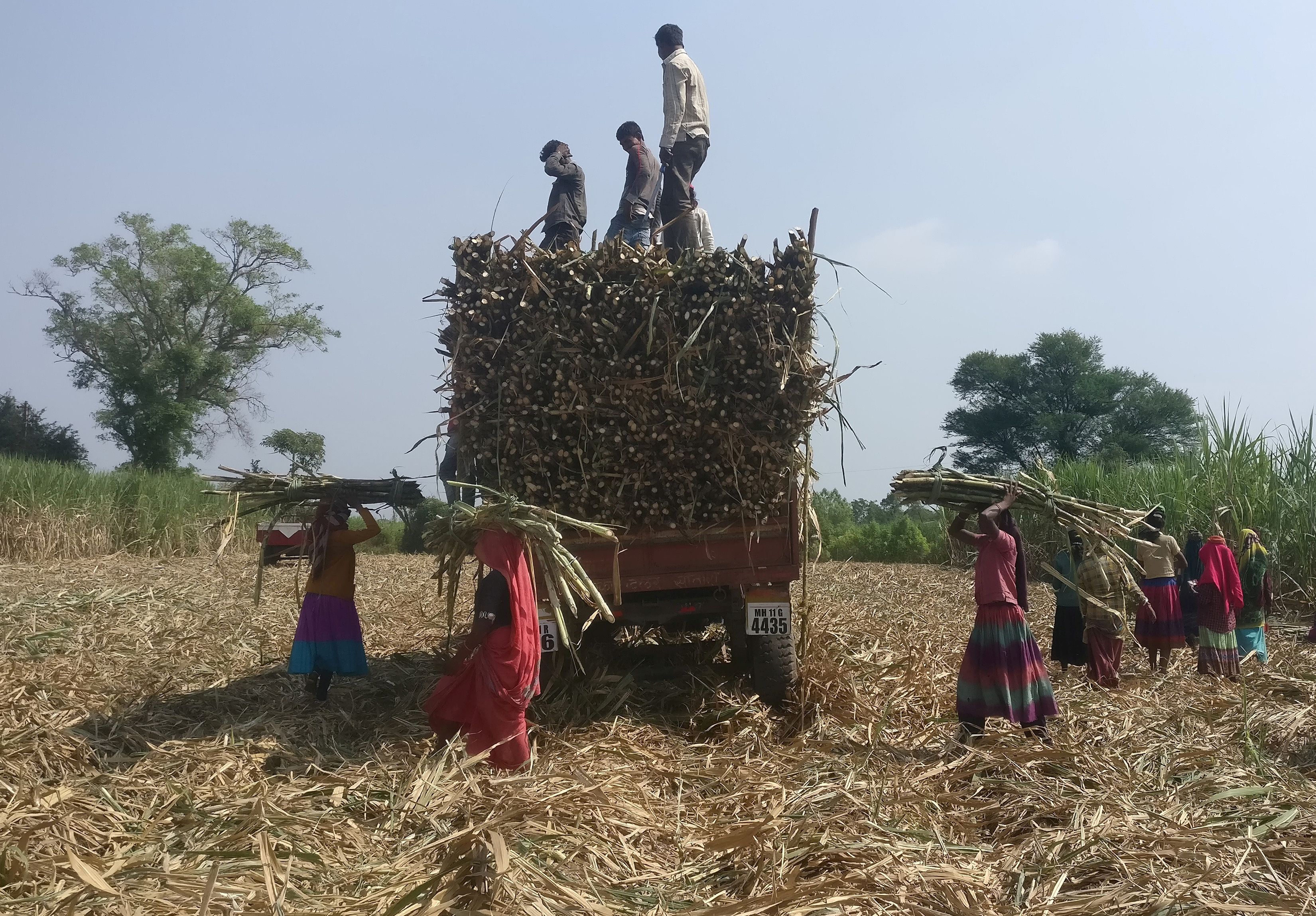 Sugar mills pay nearly Rs 1.04 lakh crore to cane farmers so far in 2022-23 season; cane arrears at Rs 9,499 crore
