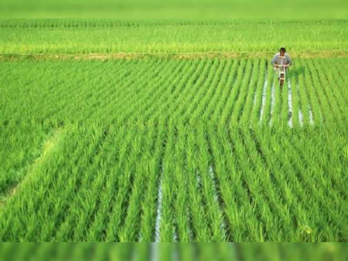 Sowing of Kharif crops so far in 2023 has been somewhat higher in India, according to the Agriculture Ministry