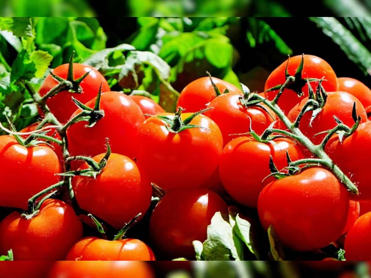 Four customs officials suspended after tomato bungling in UP