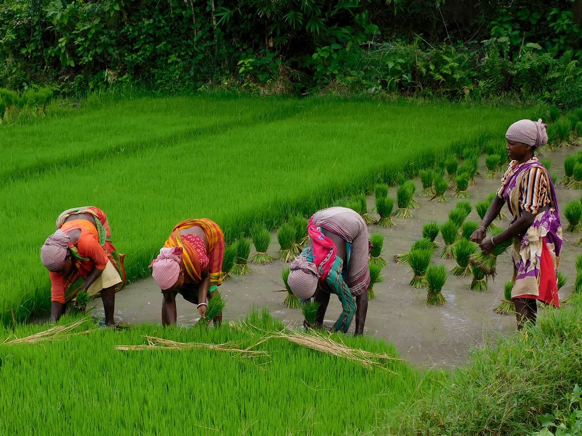 PM Modi launches Urea Gold for farmers: 5 benefits of the sulphur-coated fertiliser