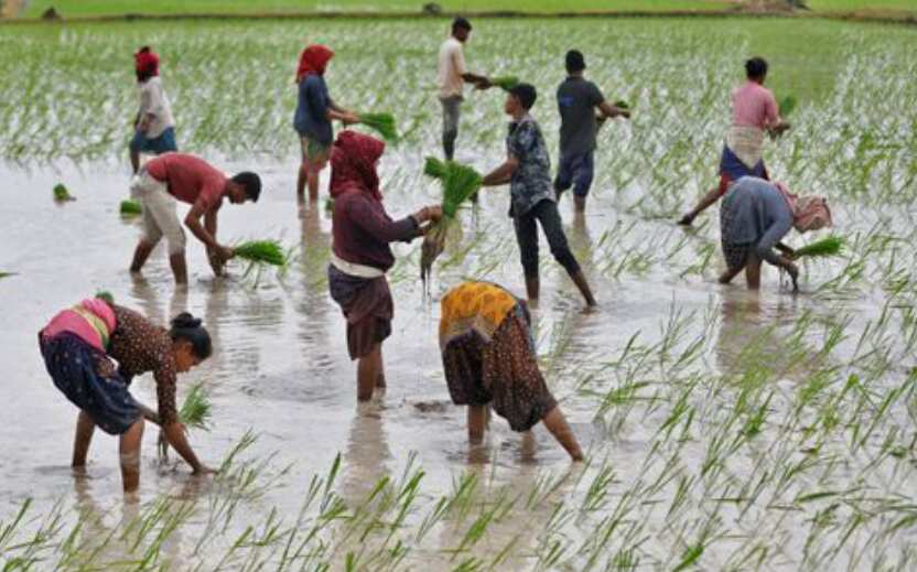 India's rice planting gathers pace as monsoon rains revive | Zee Business