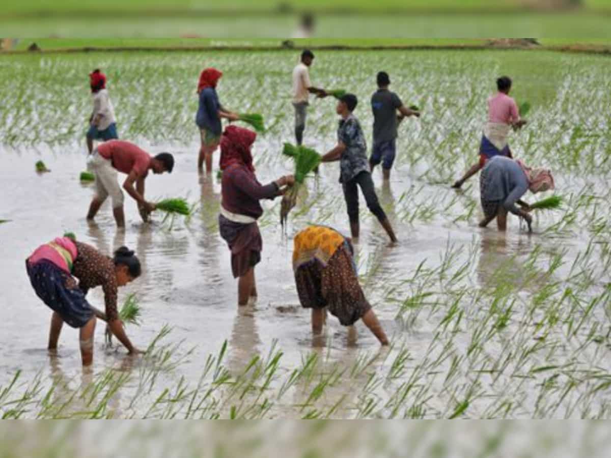 India's rice planting gathers pace as monsoon rains revive