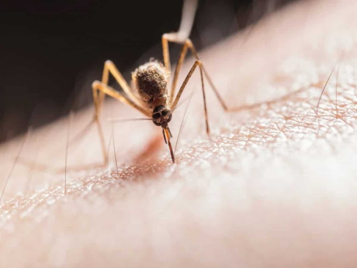Dengue Cases in Delhi: Cases climb to 243, 121 in July