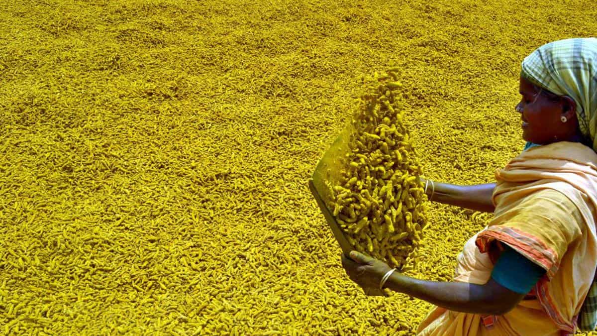 Commodity Live: Increased prices of turmeric, sowing can be done in more area than before