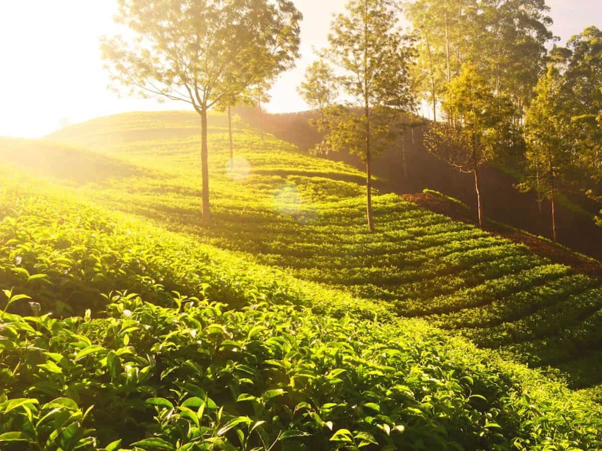 Tea Board should have authentic database of industry: CAG
