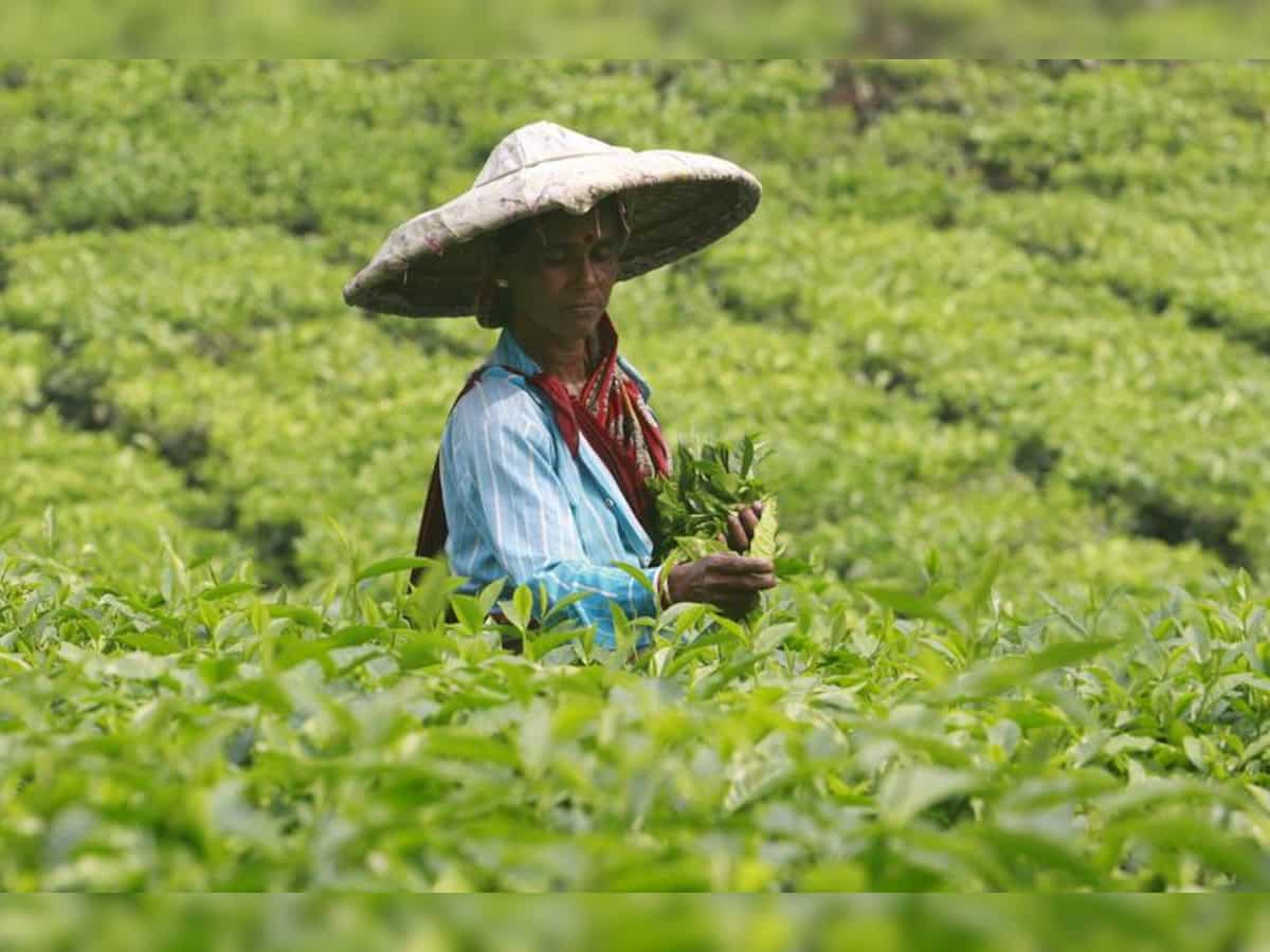 Small tea growers who contributed 50% of total tea production in 2020-21 lack registration: CAG