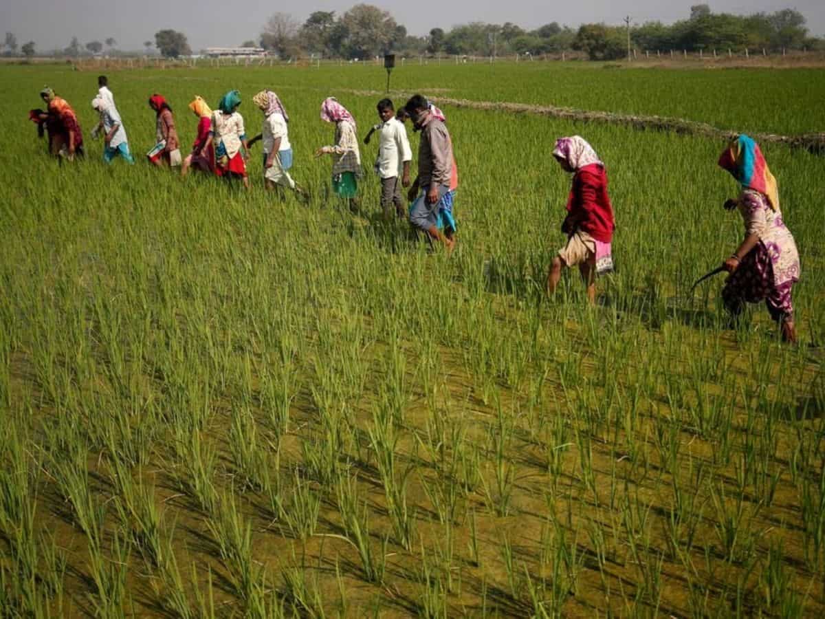 Rice acreage increases 4.3% thanks to plentiful monsoon rains