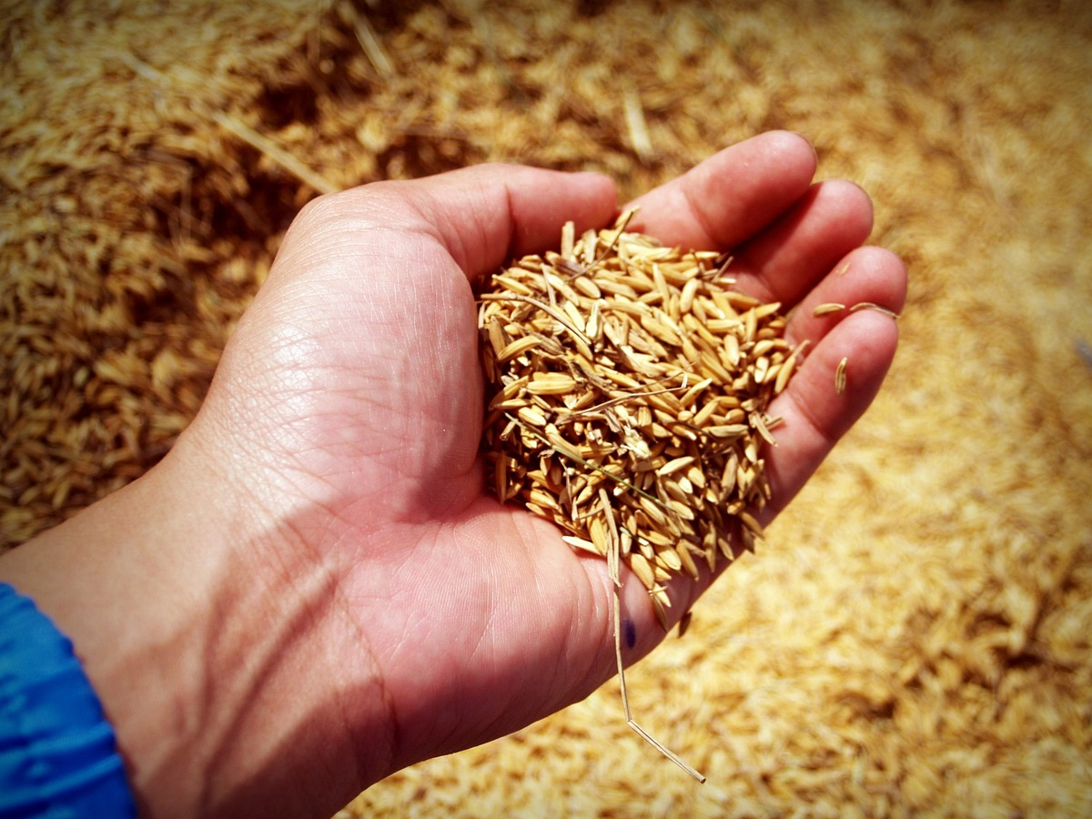 Grm Rice Up over 600% in 3 years, agro products major GRM Overseas launched new ...