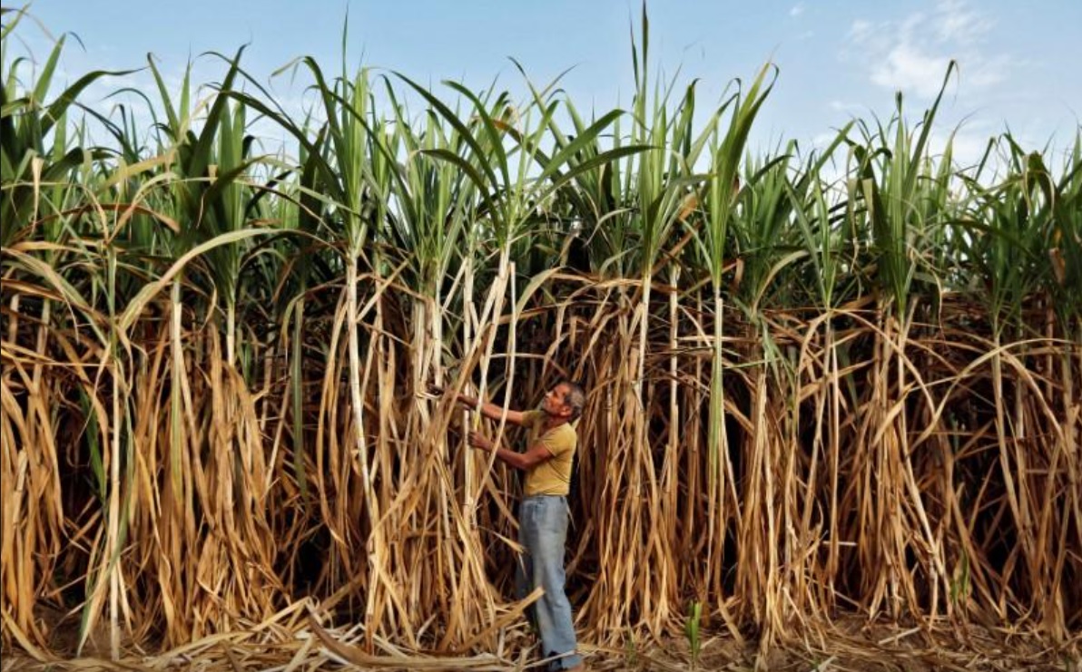 UP government may raise sugarcane price by up