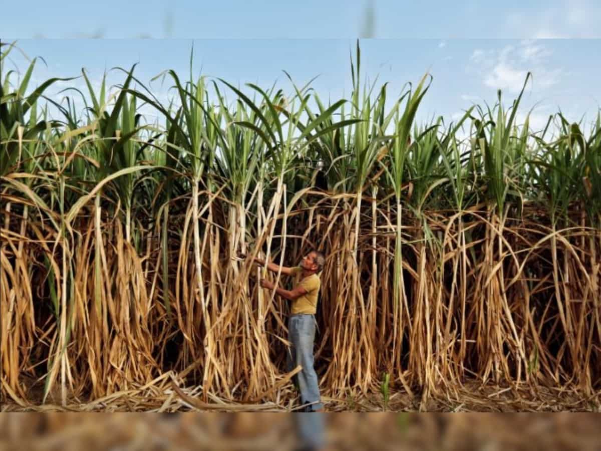 UP government may raise sugarcane price by up to Rs 25/quintal