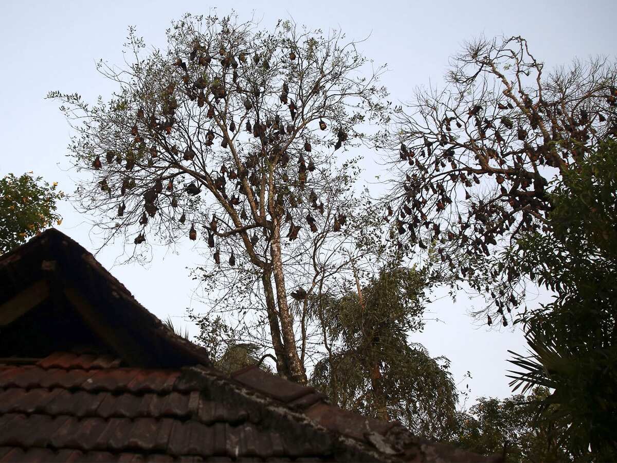 Nipah: What do we know about virus spreading in India's Kerala?