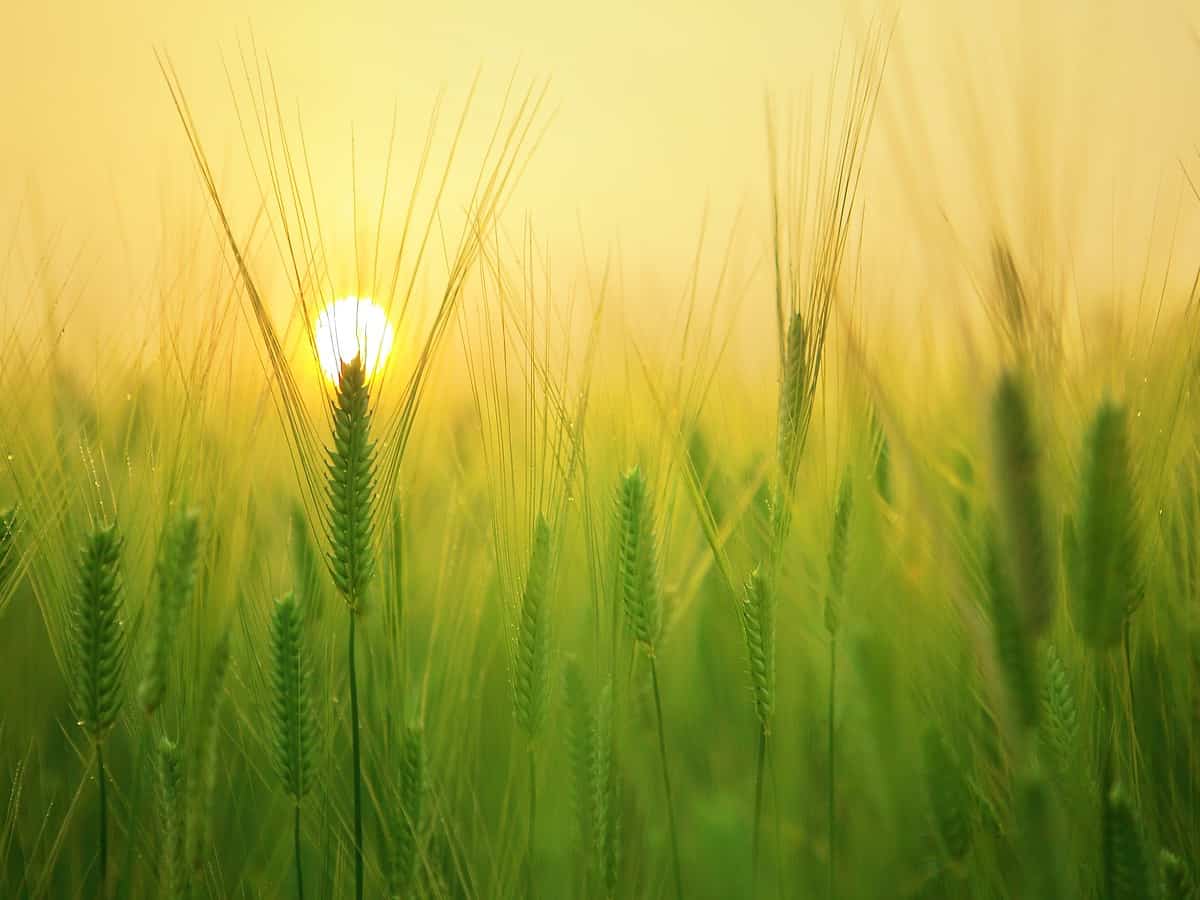 Nirman Genetics enters into strategic alliance to expand offerings