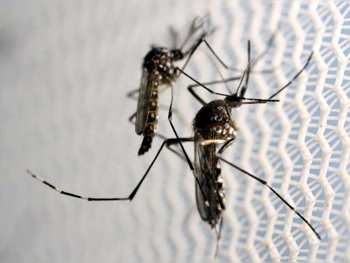 Dengue cases in Bengal top 38,000 mark