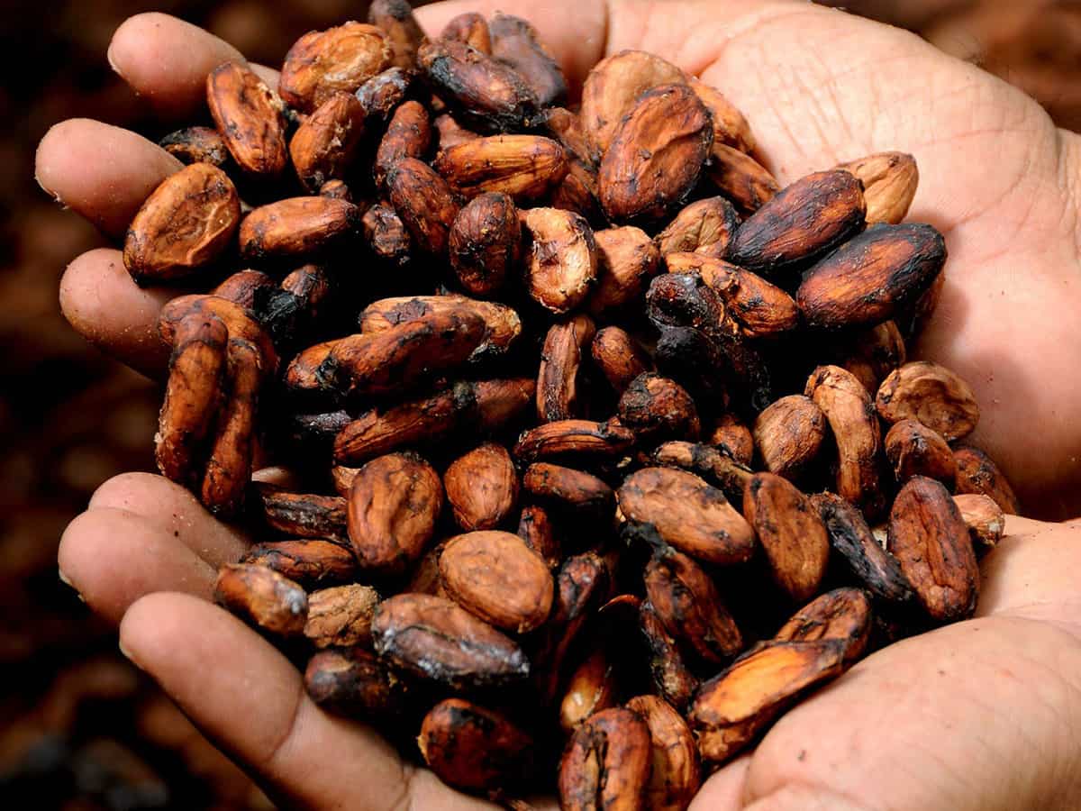 Cote d'lvoire looking for direct sale of cocoa products to India Zee
