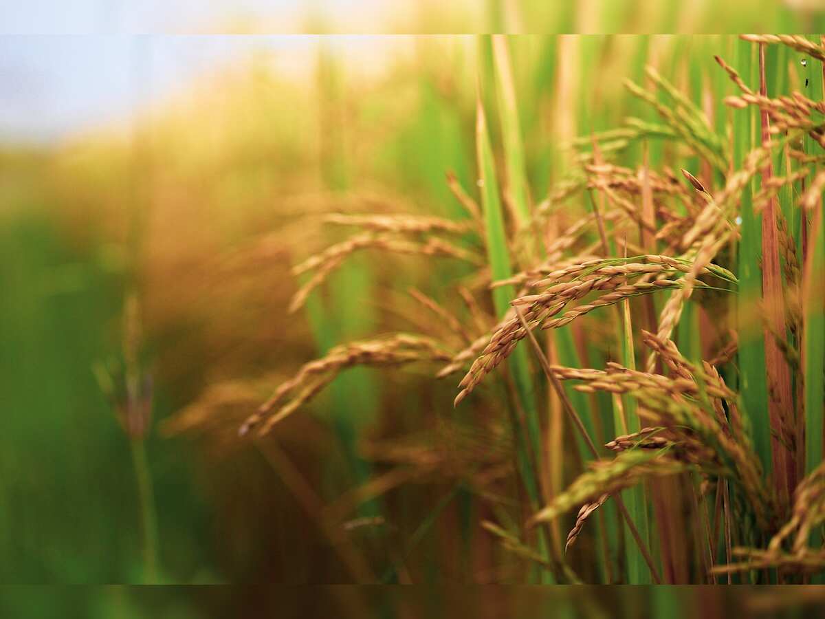 Punjab set to procure 182 lakh metric ton paddy