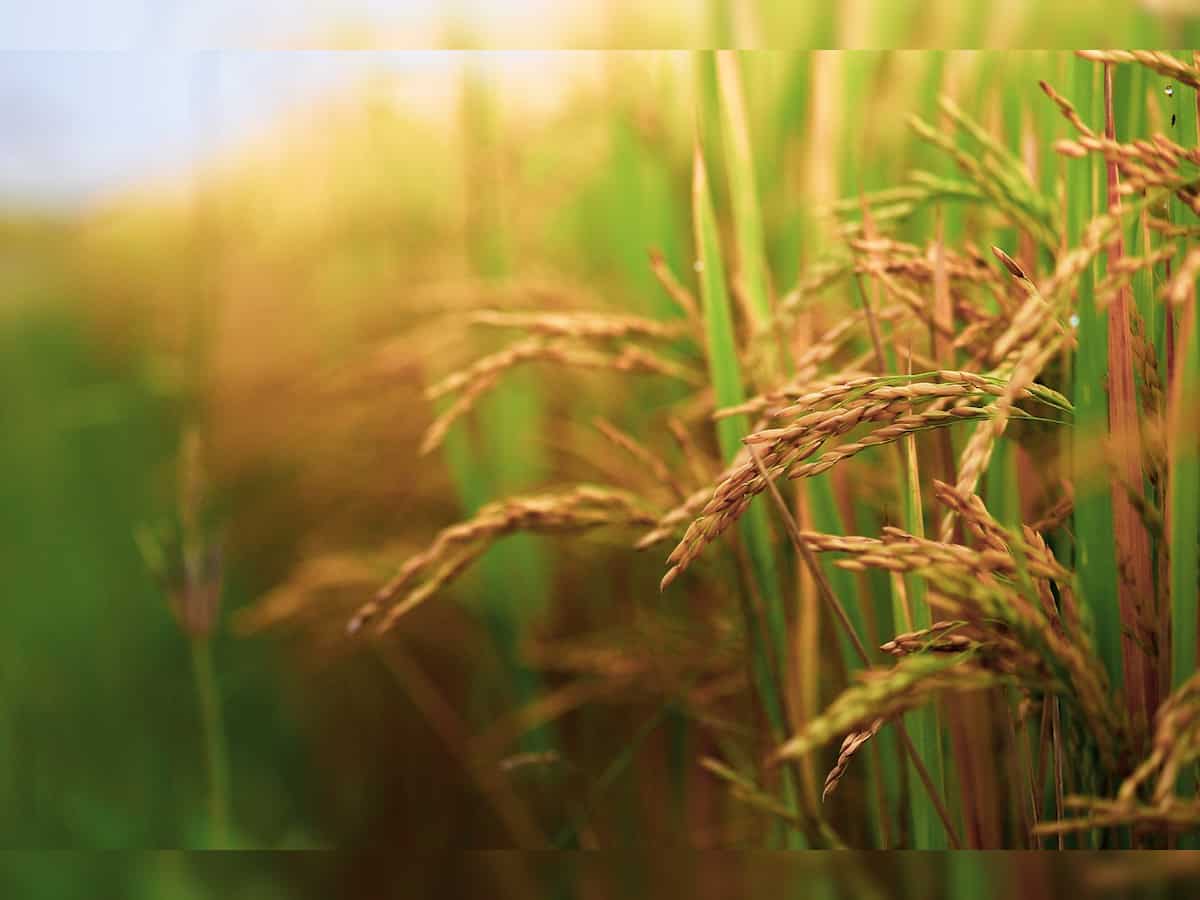 Punjab set to procure 182 lakh metric ton paddy