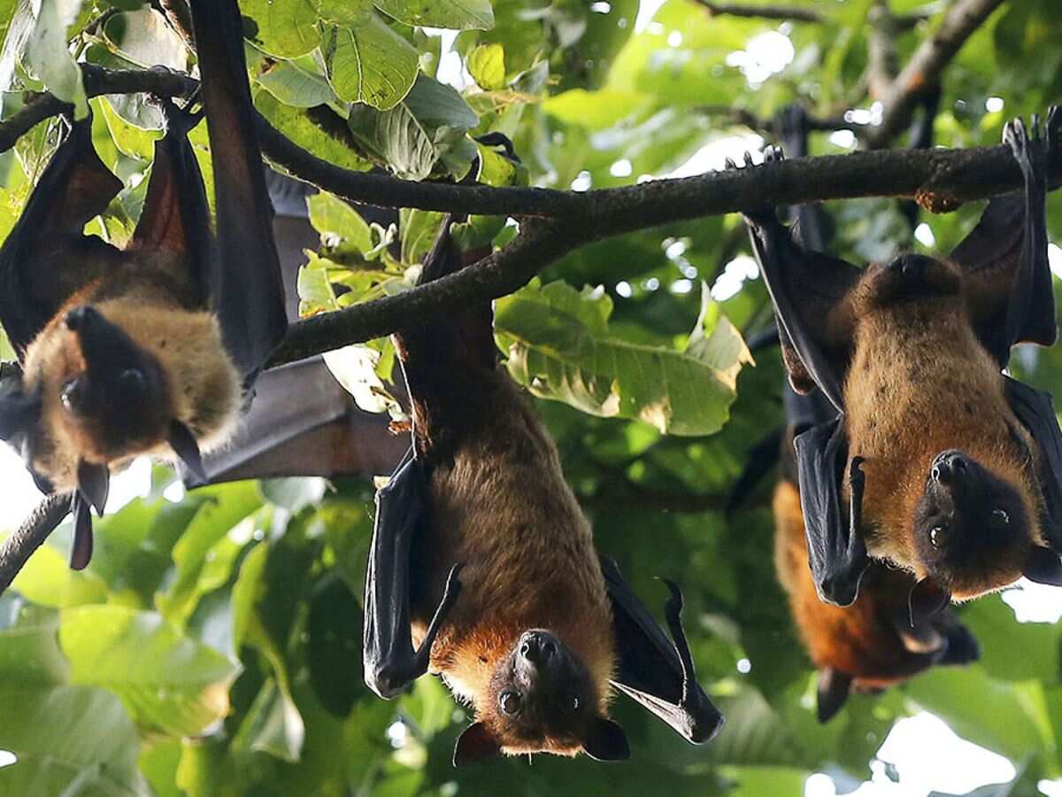 WHO says no new cases of Nipah virus detected since September 15