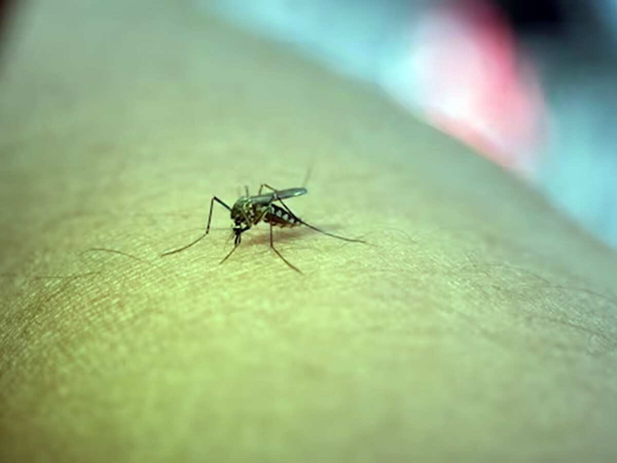 UN authorises second malaria vaccine, experts say not enough to stop spread of disease 