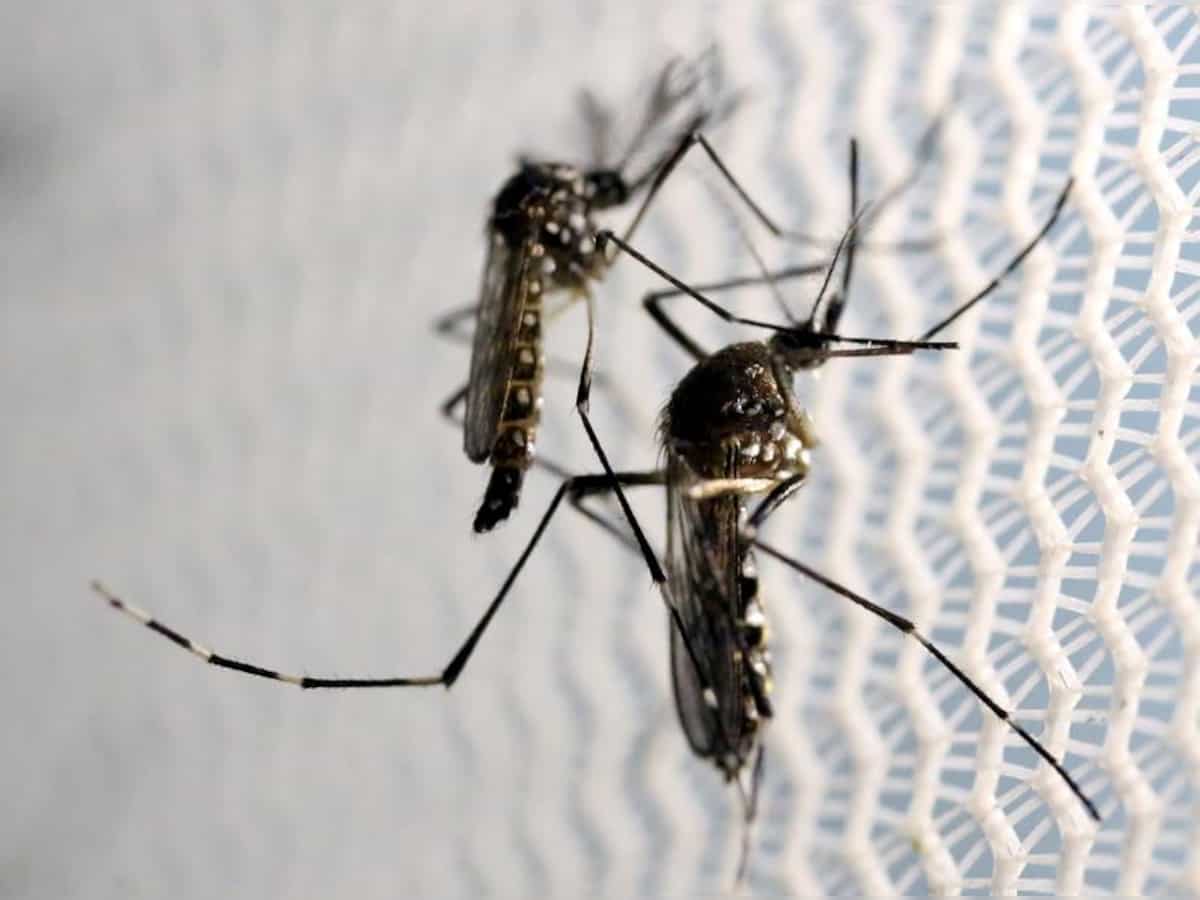 Jharkhand reports 70 fresh cases of dengue 