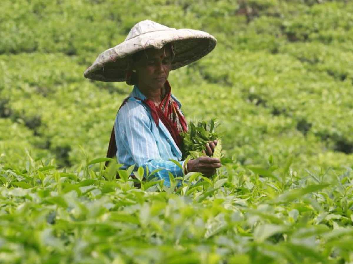 Startup plans to promote tea cultivation as alternative to poppy farming in Manipur
