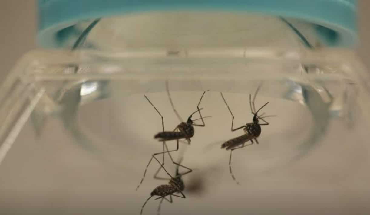 Kolkata sees major spike in dengue cases in last 7 days | Zee Business