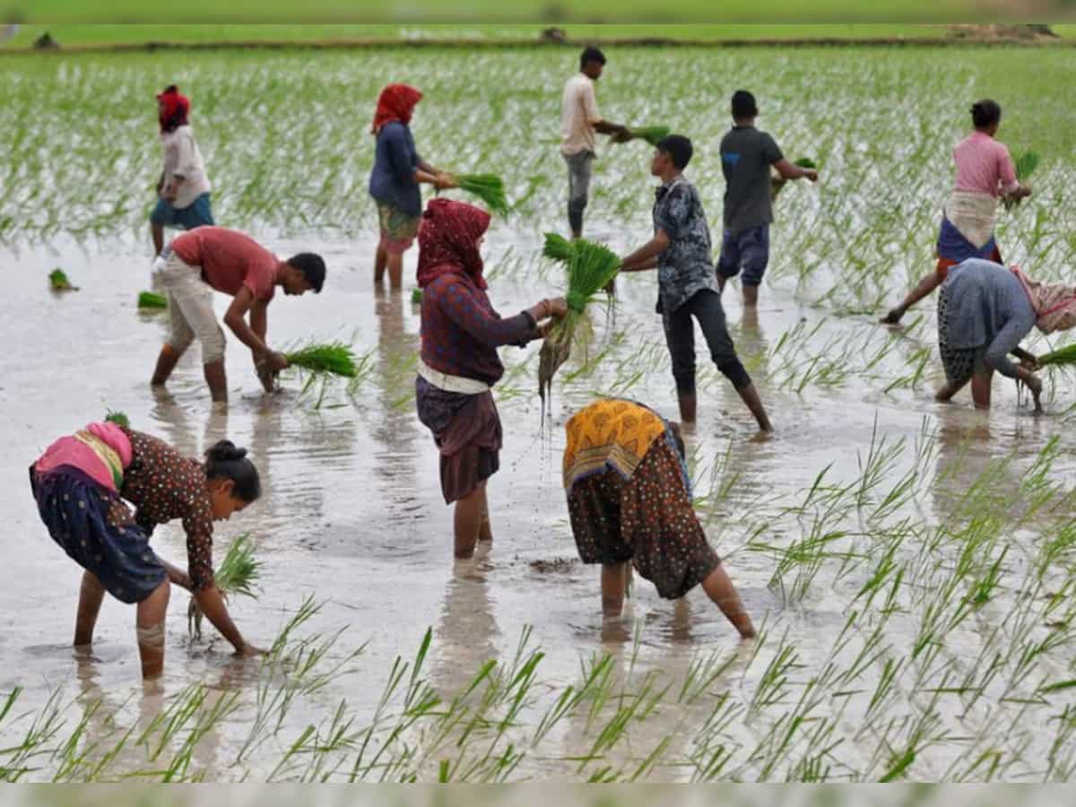 Basmati rice growers face losses as floor price dents exports