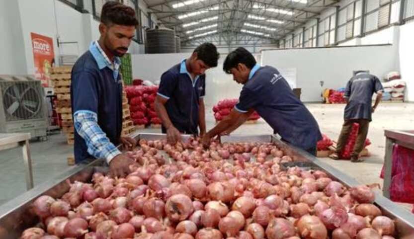 India sets $800 per ton minimum export price on onions till end-December