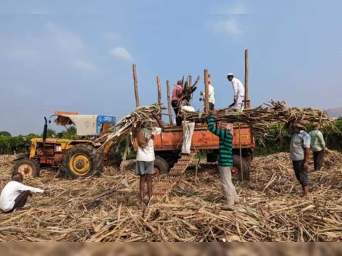 India braces for 8% sugar output dip as cane crop suffers- trade body