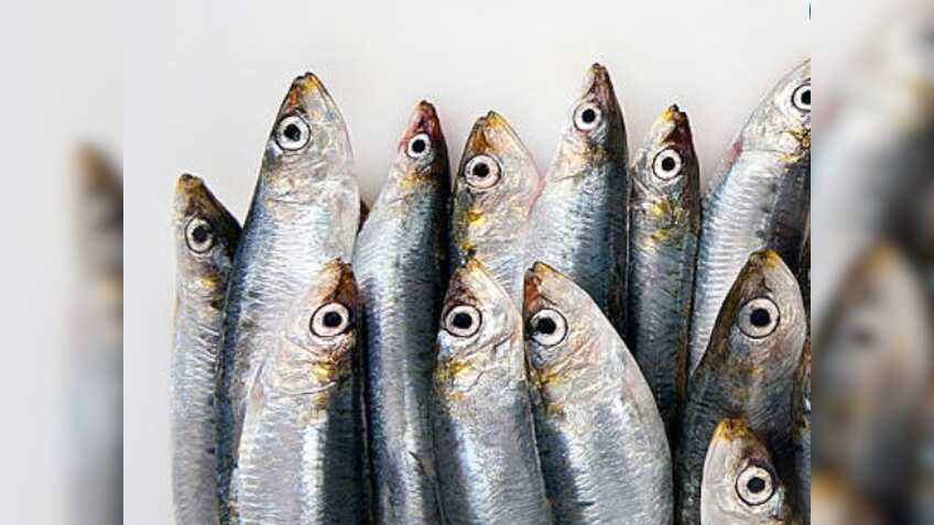 Mukka Proteins gets Sebi nod to float IPO