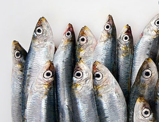 Mukka Proteins gets Sebi nod to float IPO