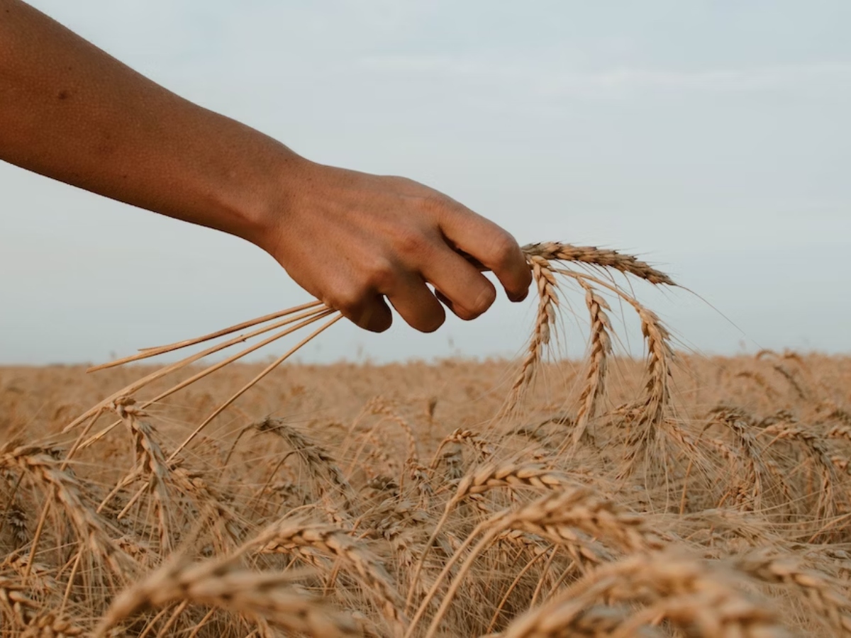 Government sells 2.84 lakh tonnes of wheat, 5,830
