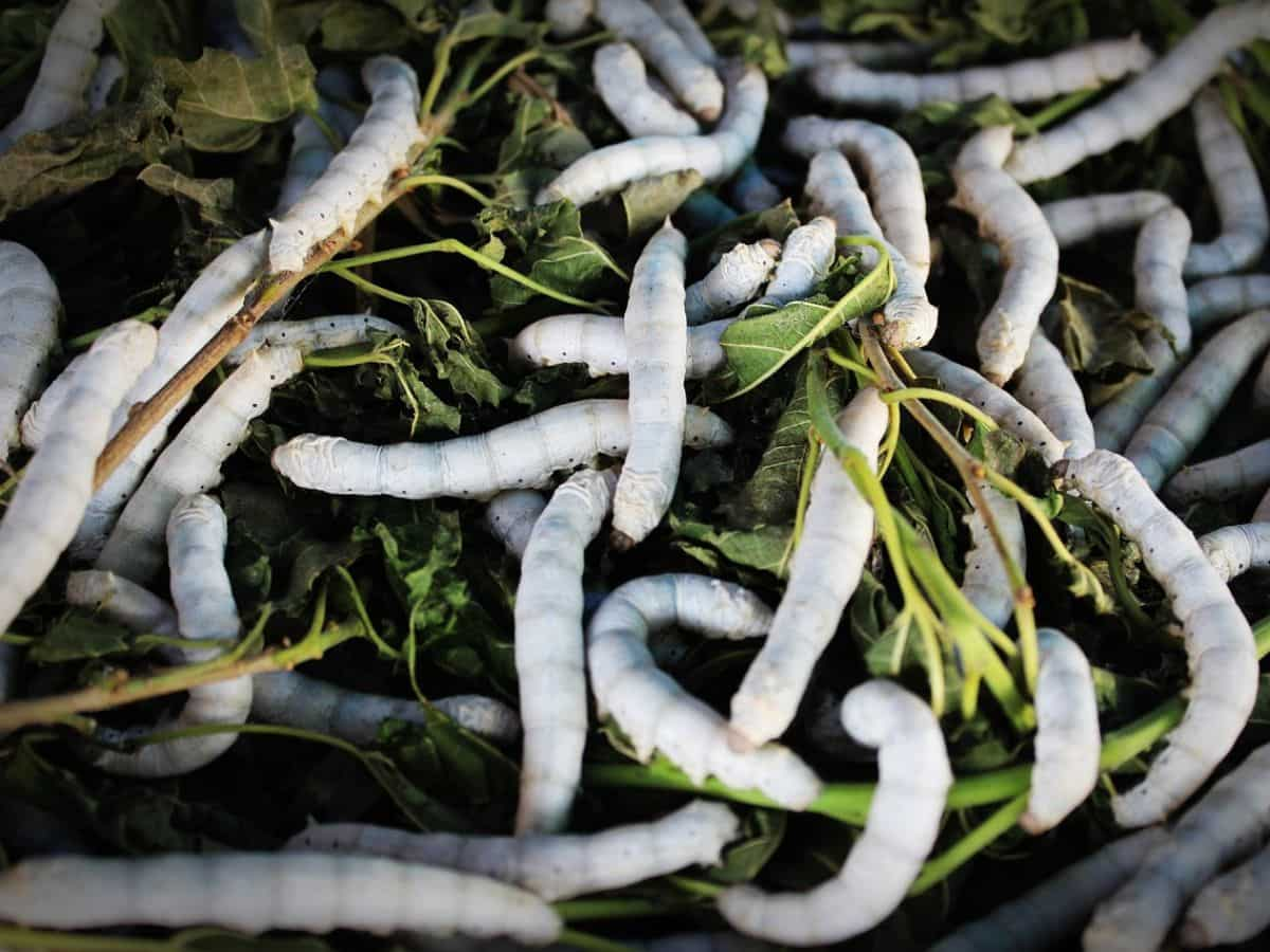 Odisha adopts alternative method to produce silk without killing silkworms