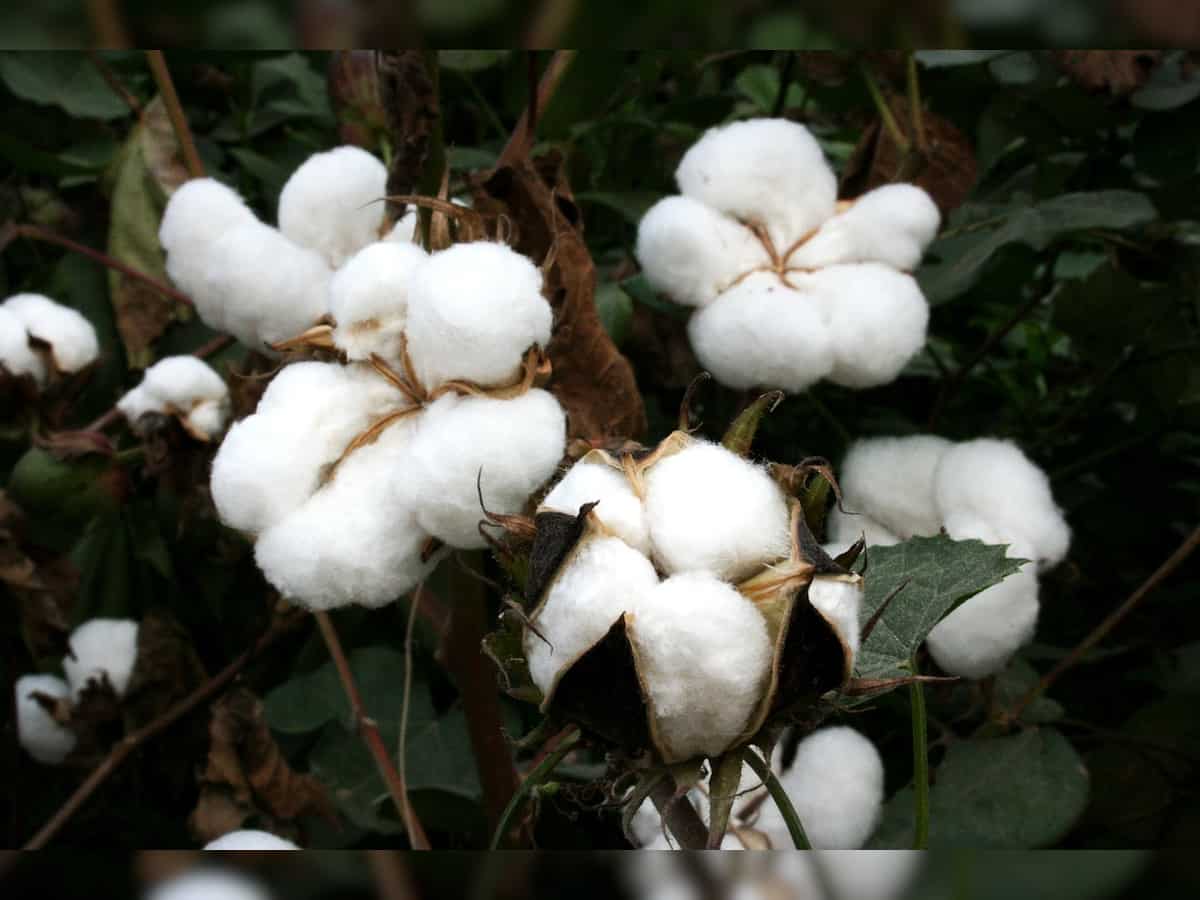 Government working to boost cotton yields, pilot project launched: Official
