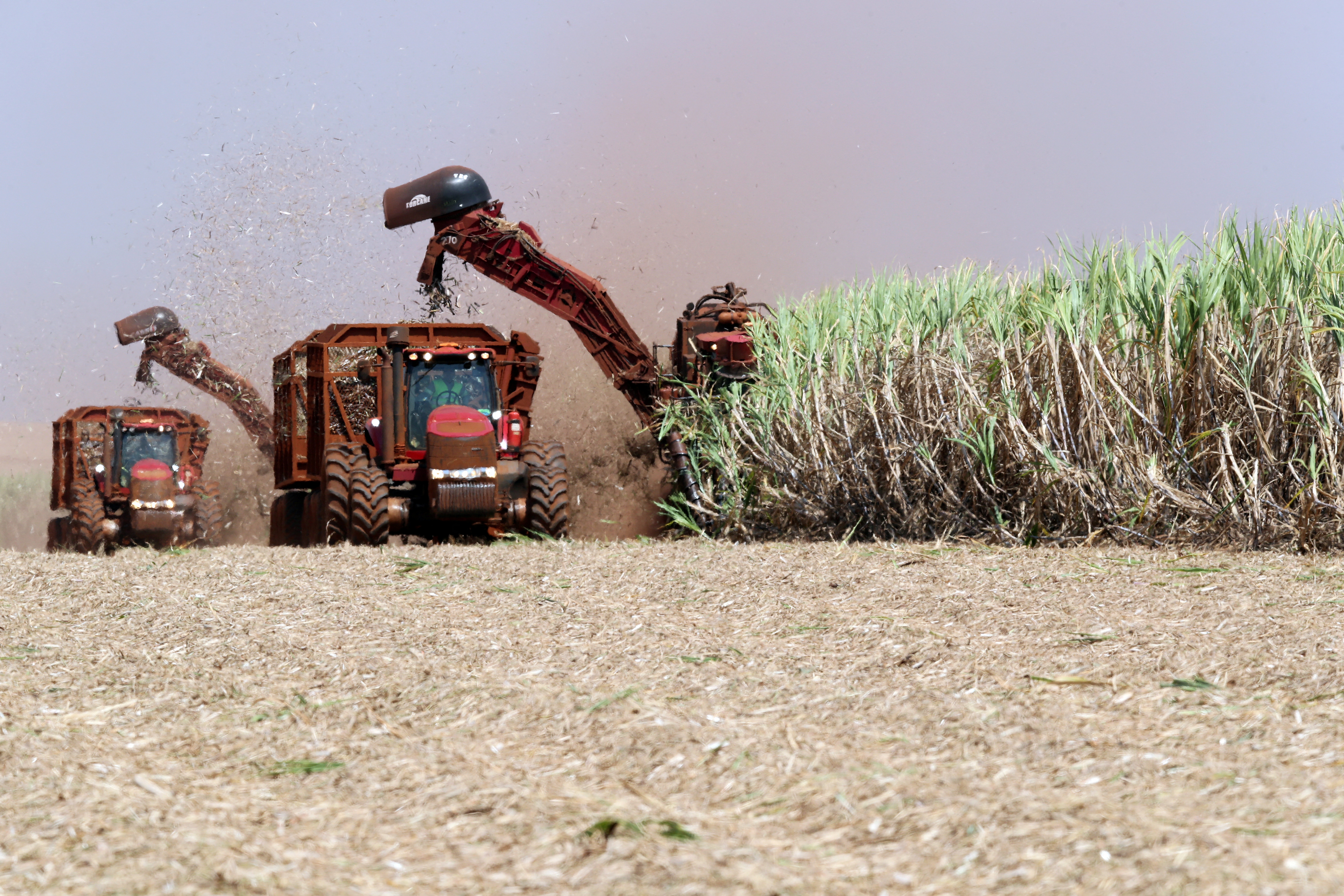 Curb on cane juice for ethanol may reduce