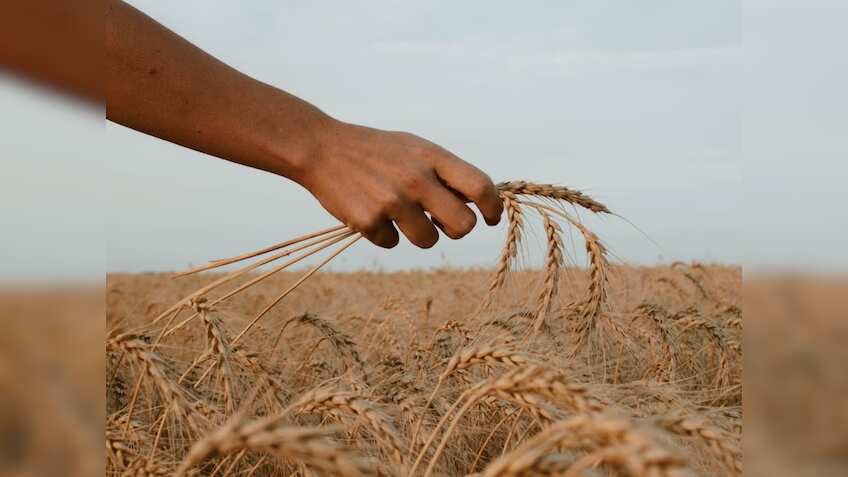 Food Corporation of India boosts market supply through e-auctions of wheat, rice