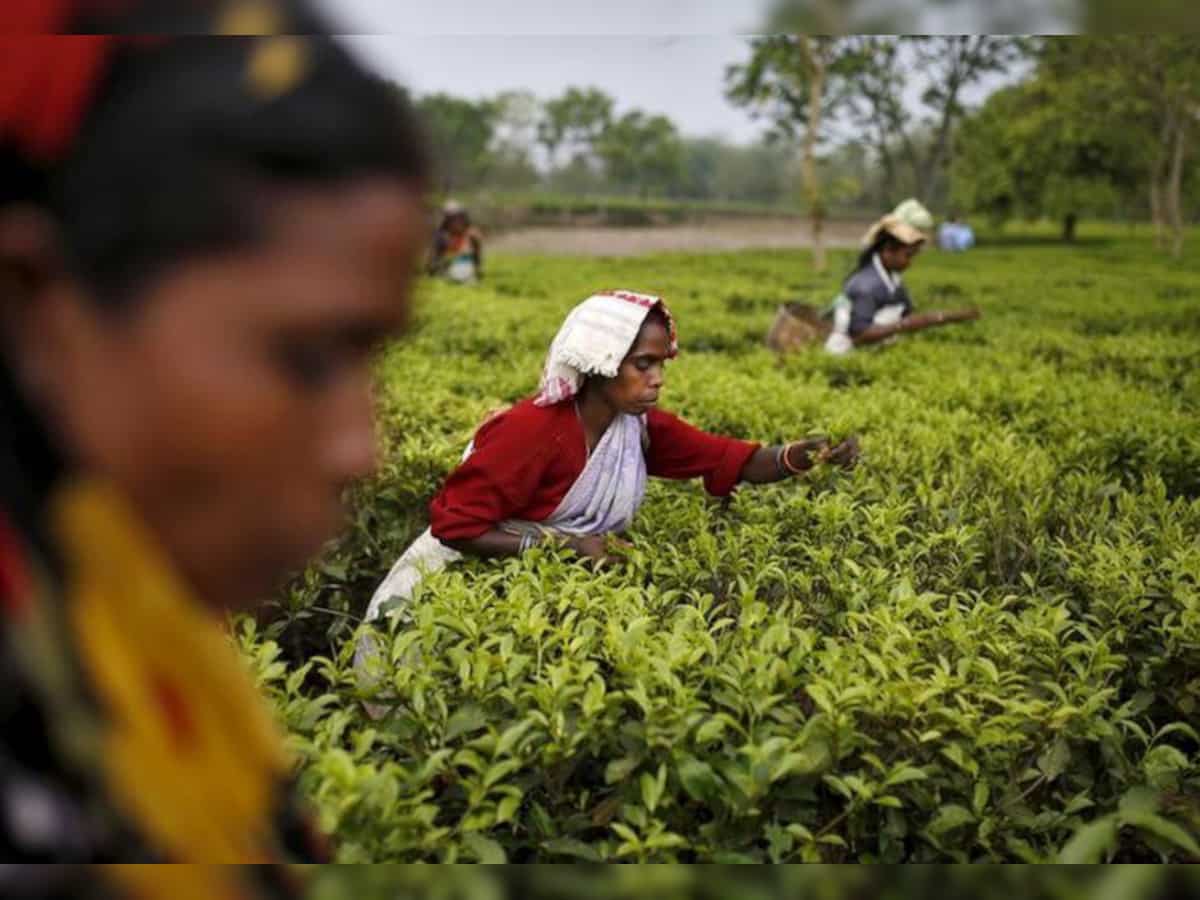Assam tea worth Rs 2,300 crore sold at Guwahati Tea Auction Centre in FY 2023-24